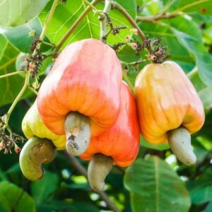 fruto