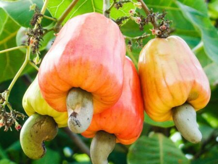 fruto