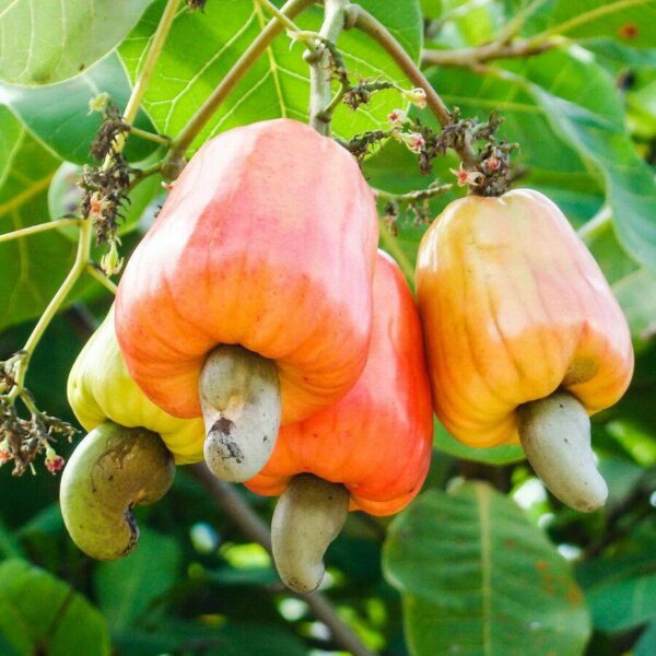 fruto